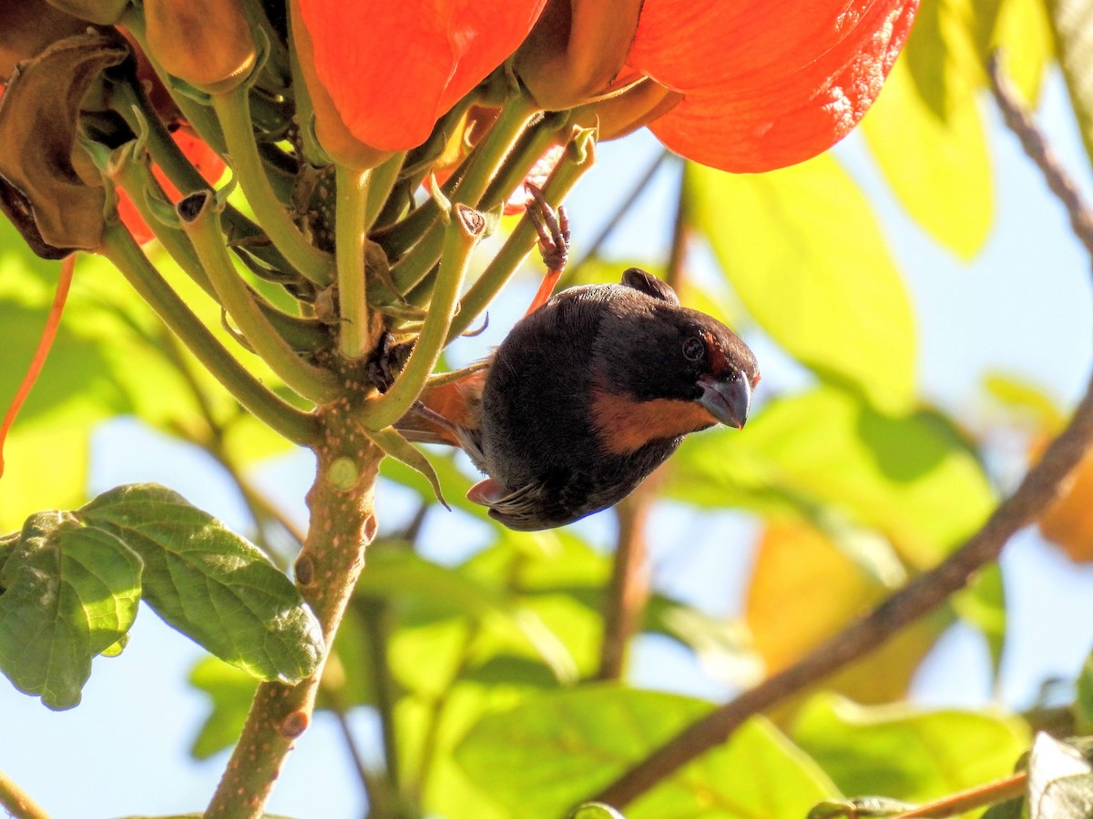 Lesser Antillean Bullfinch - Donna DeJong