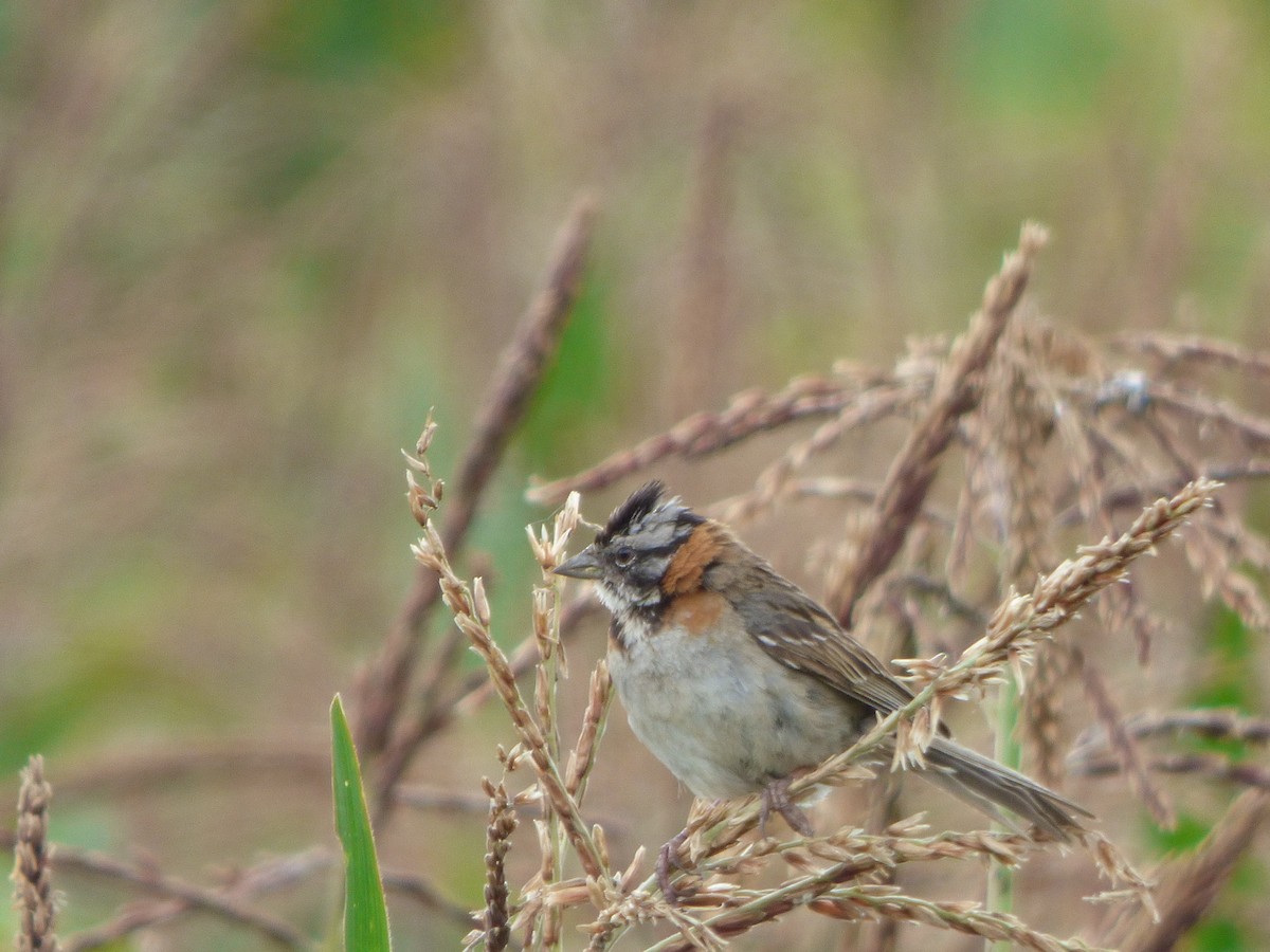 Rufous-collared Sparrow - ML616225466