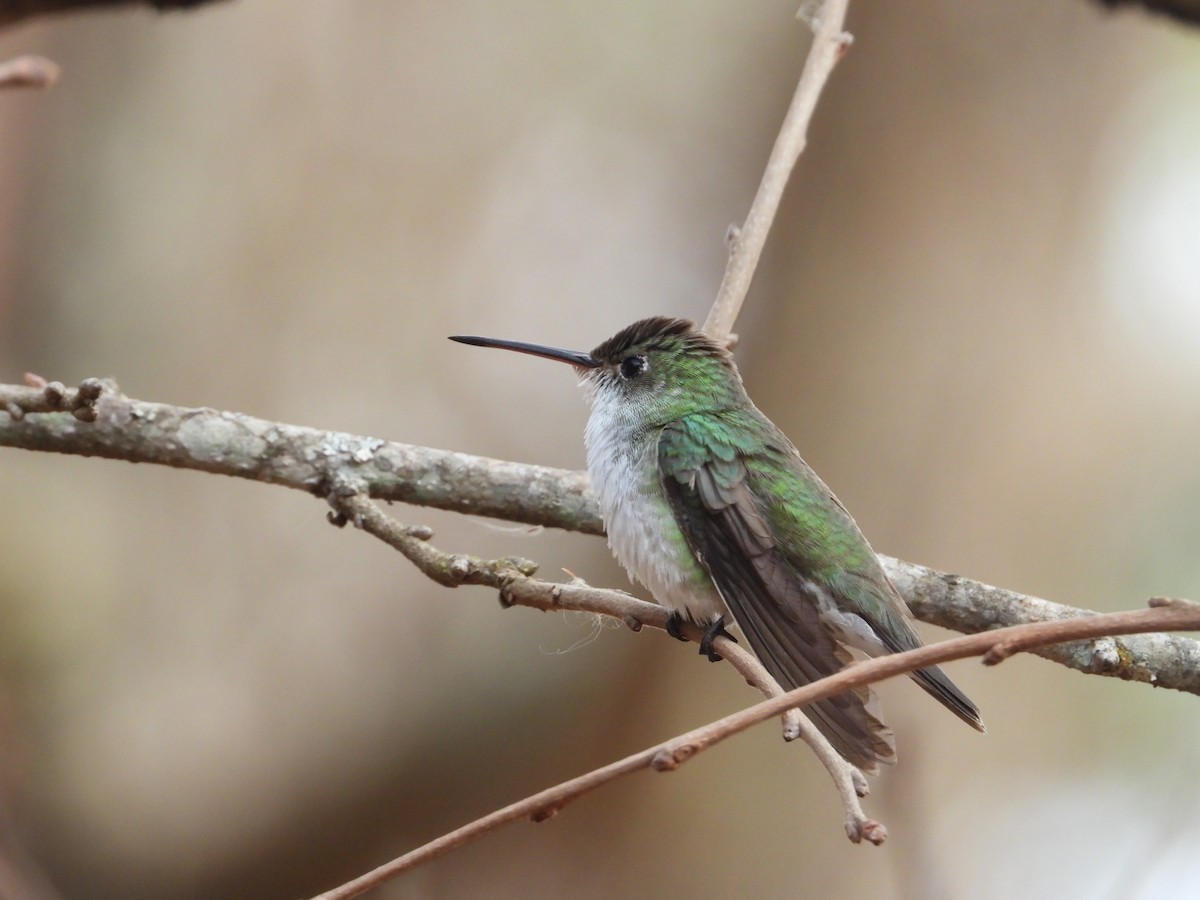 White-bellied Hummingbird - Más Aves
