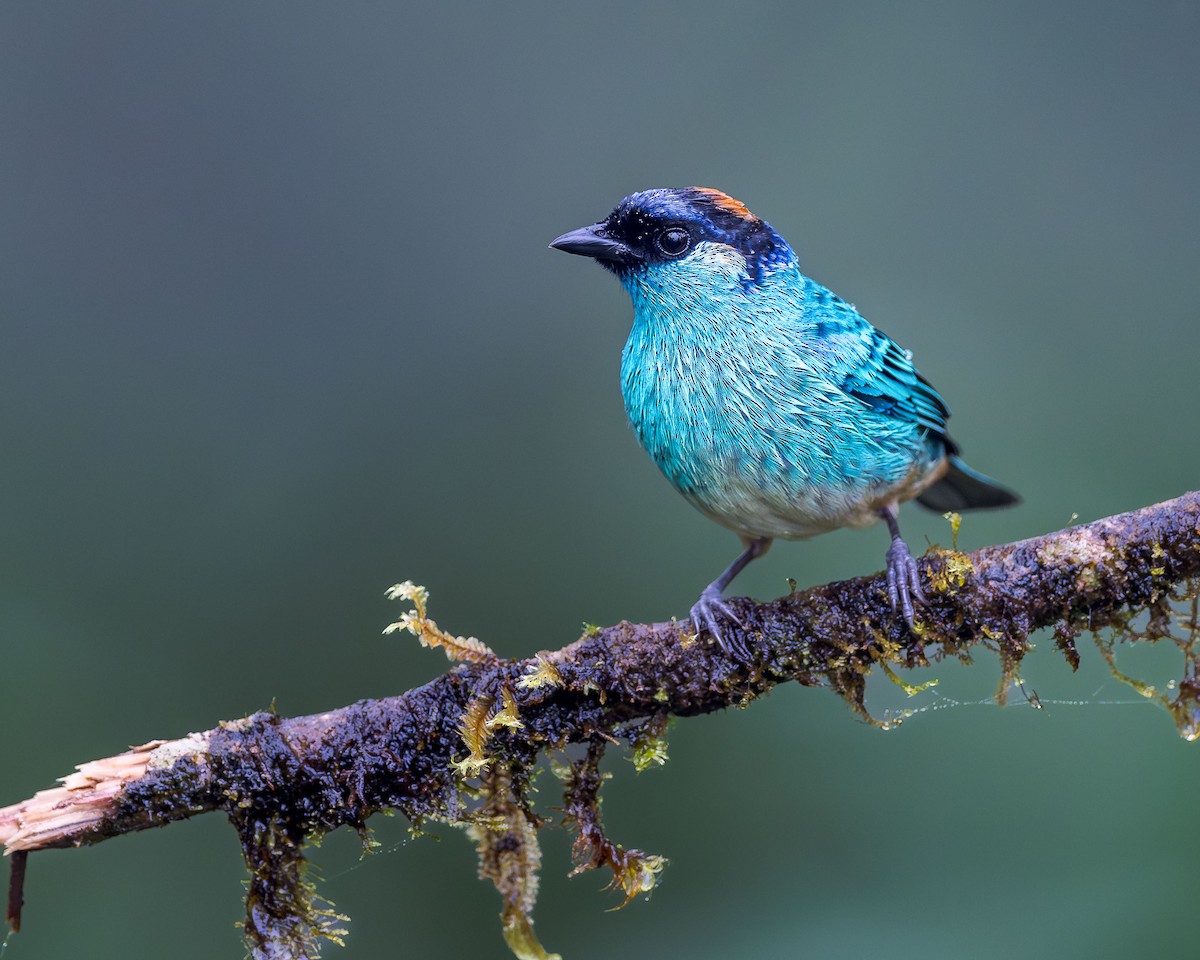 Golden-naped Tanager (Golden-naped) - ML616225539