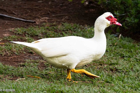 Hawaiʻi Birding Trails  helmeted guineafowl (domestic type)