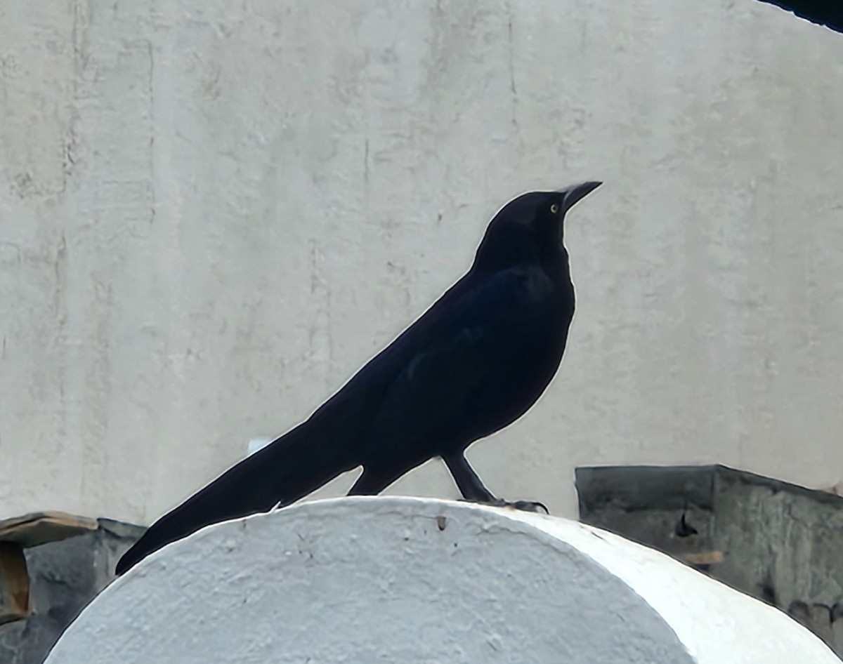 Great-tailed Grackle - ML616225626