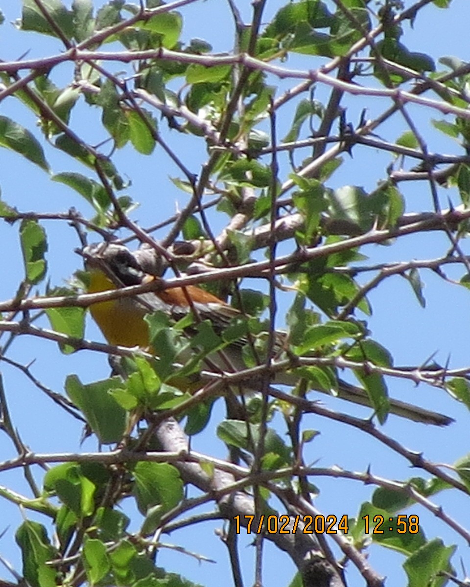 Golden-breasted Bunting - ML616225658