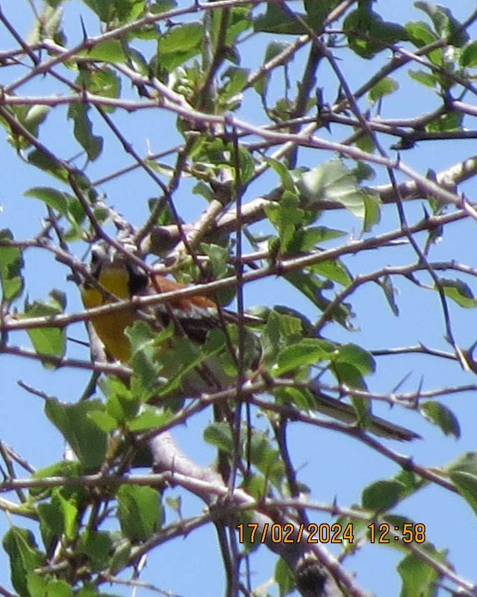 Golden-breasted Bunting - ML616225659