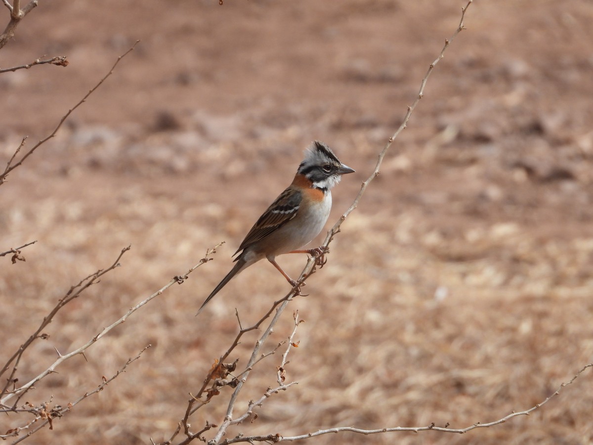 Rufous-collared Sparrow - ML616225921