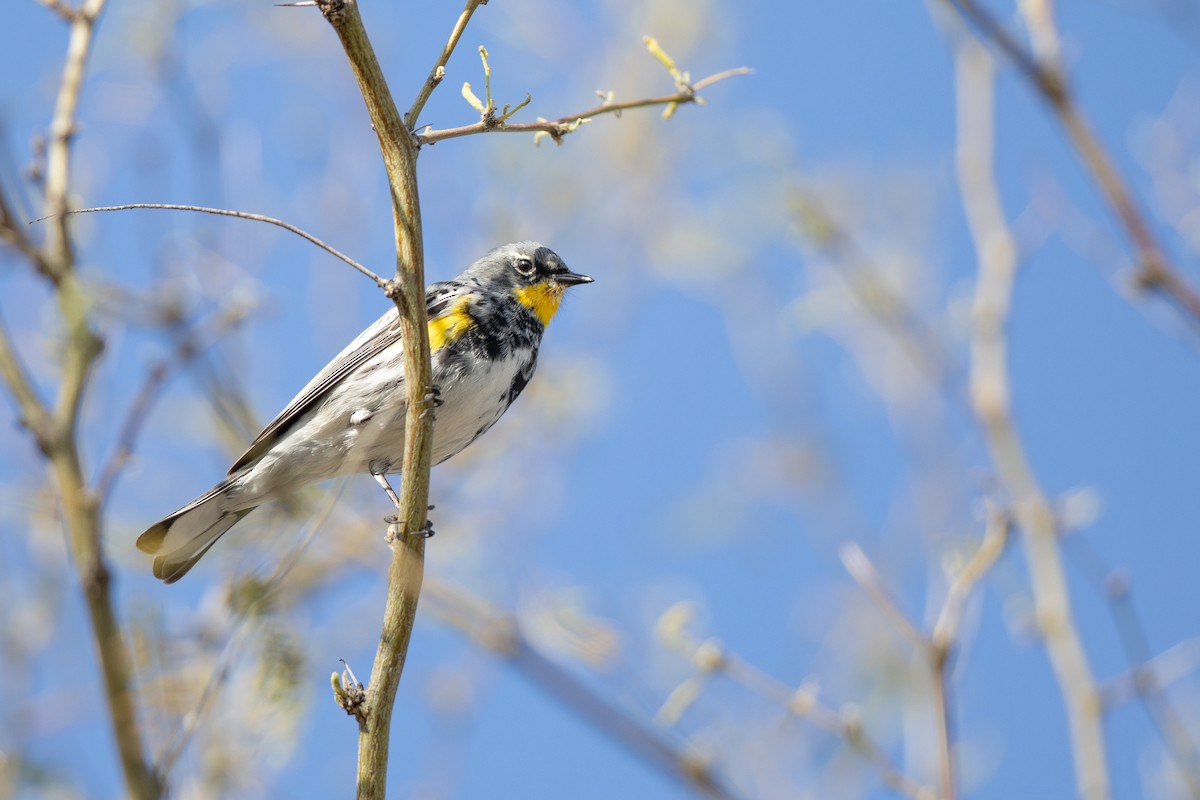 Yellow-rumped Warbler (Audubon's) - ML616226014