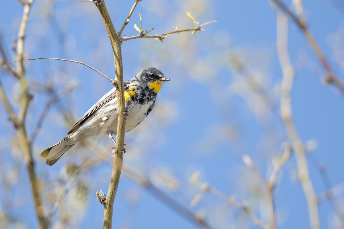 Yellow-rumped Warbler (Audubon's) - ML616226100