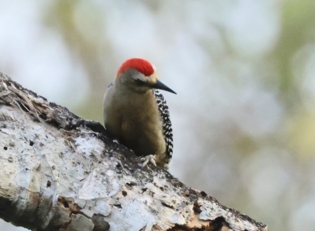 Red-crowned Woodpecker - ML616226102