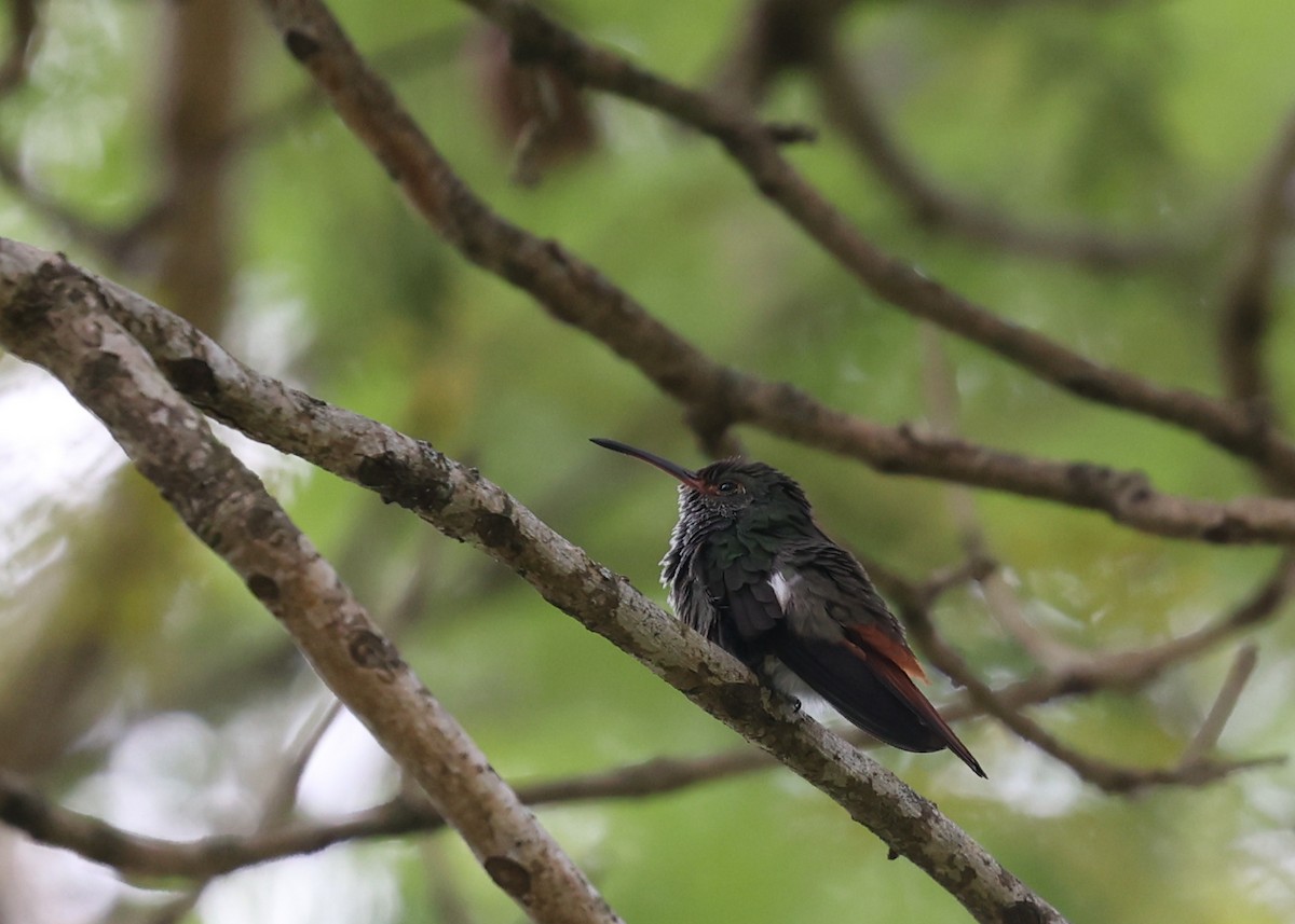 Rufous-tailed Hummingbird - ML616226105