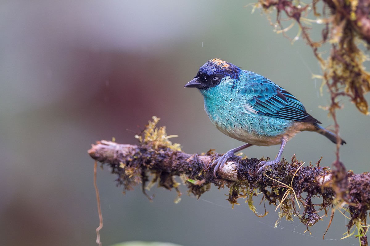 Golden-naped Tanager (Golden-naped) - ML616226180