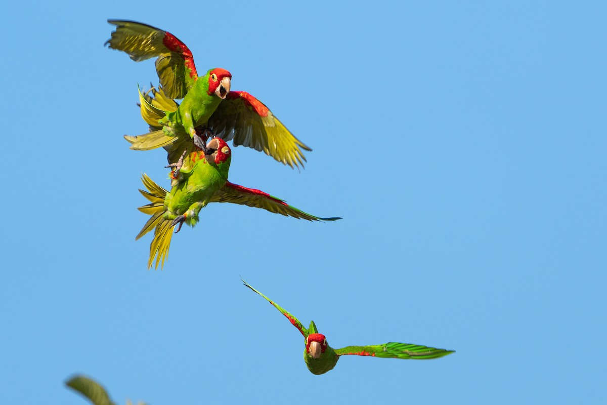 Guayaquil Papağanı - ML616226200