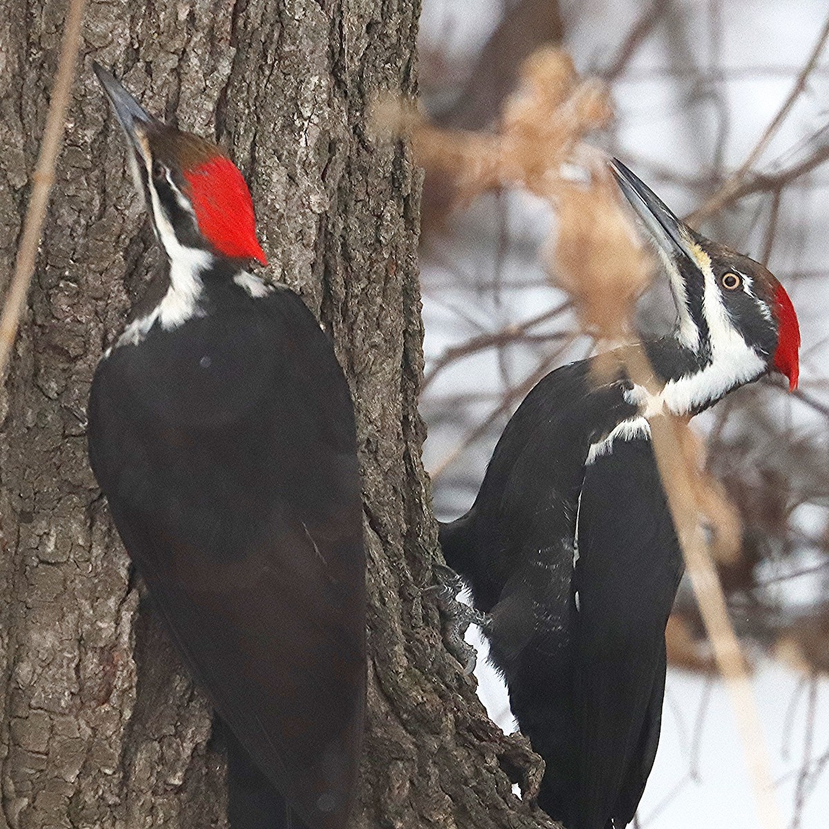 eBird Canada Checklist 18 Mar 2024 CAONSault Ste. Marie my backyard (Fort Creek Area) 1