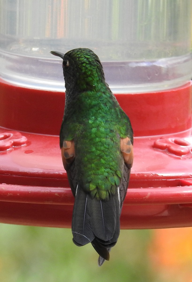 Stripe-tailed Hummingbird - ML616226224