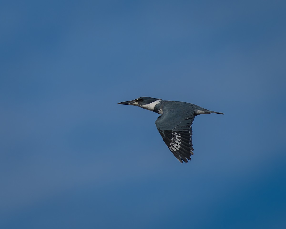 Belted Kingfisher - ML616226264