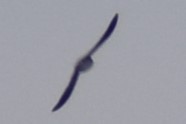 Hirondelle à ailes hérissées - ML616226271
