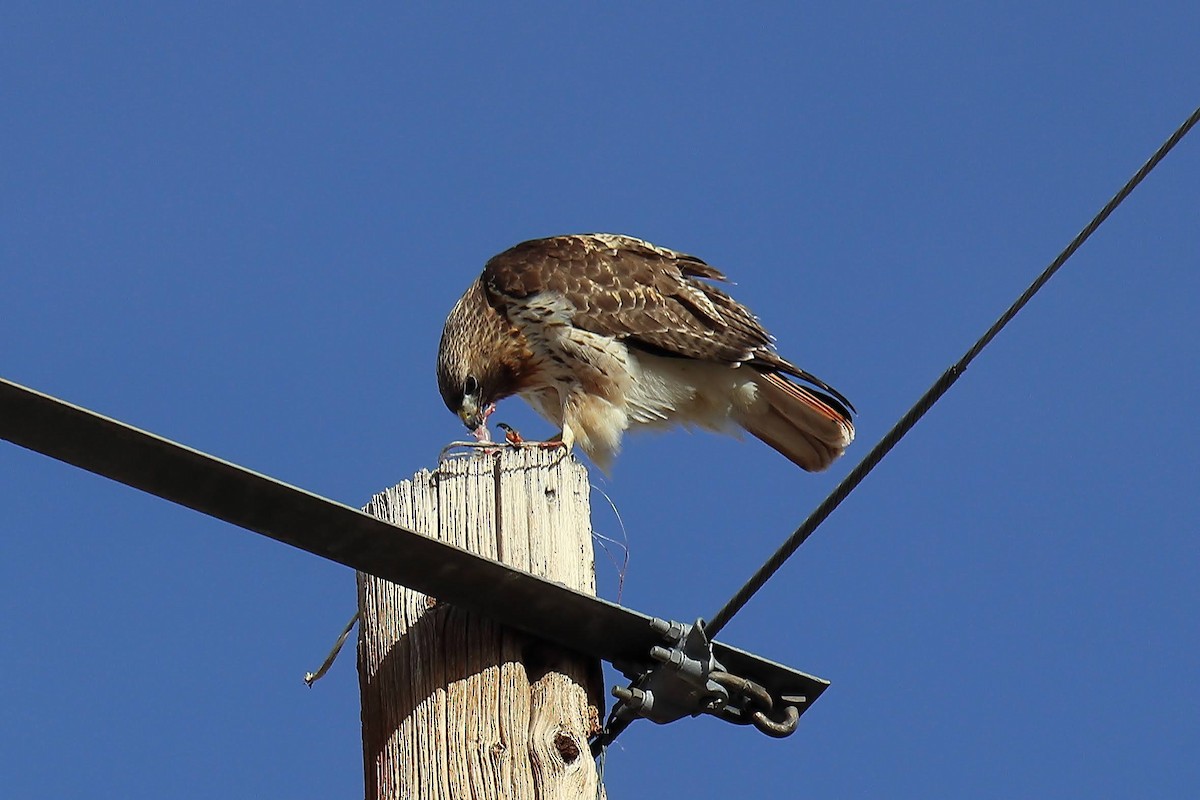 Red-tailed Hawk - ML616226353
