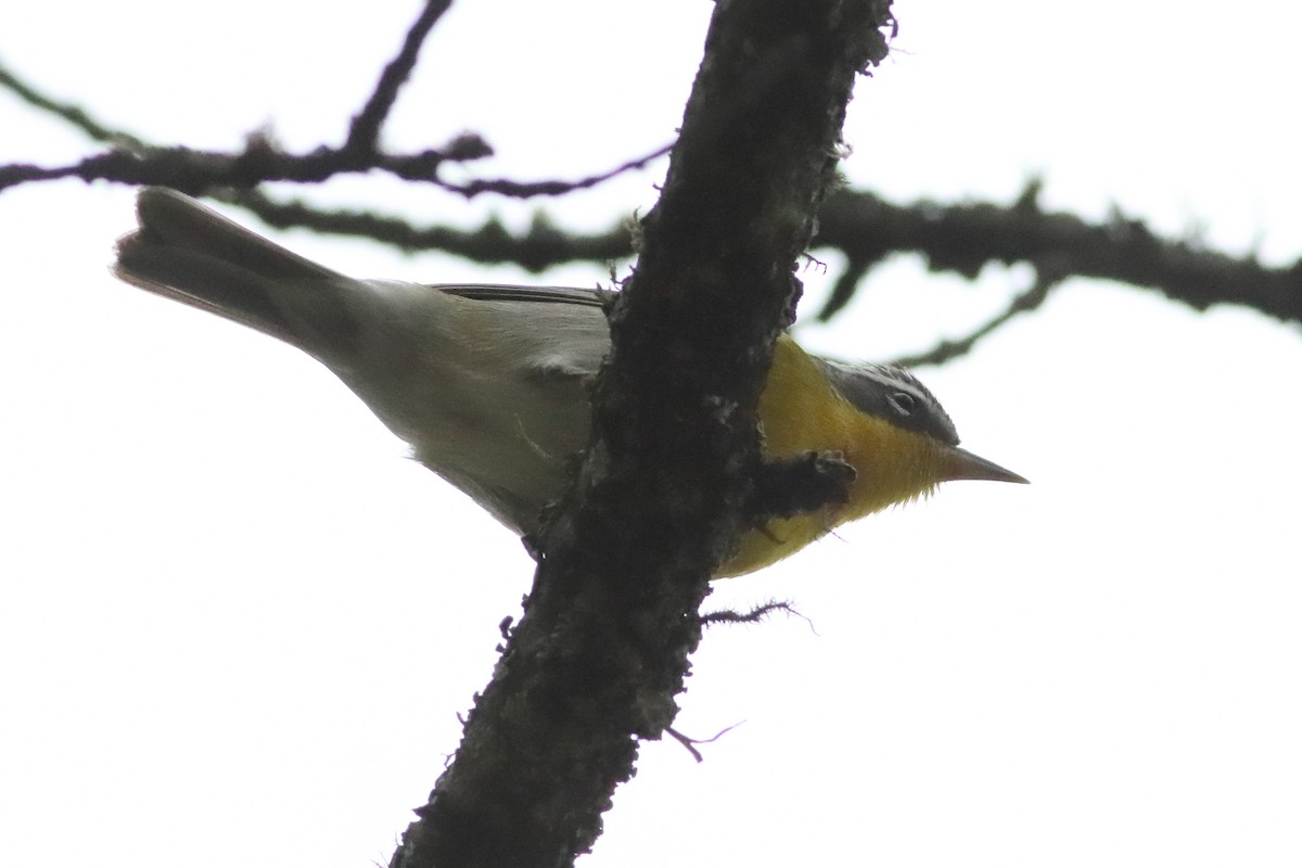Crescent-chested Warbler - ML616226358