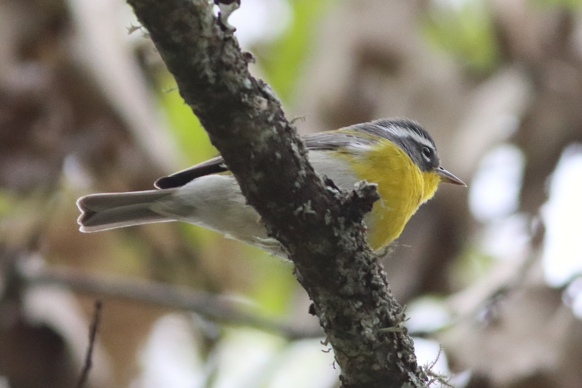 Crescent-chested Warbler - ML616226360