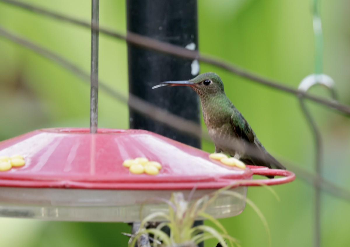 kolibřík skvrnitoprsý - ML616226378