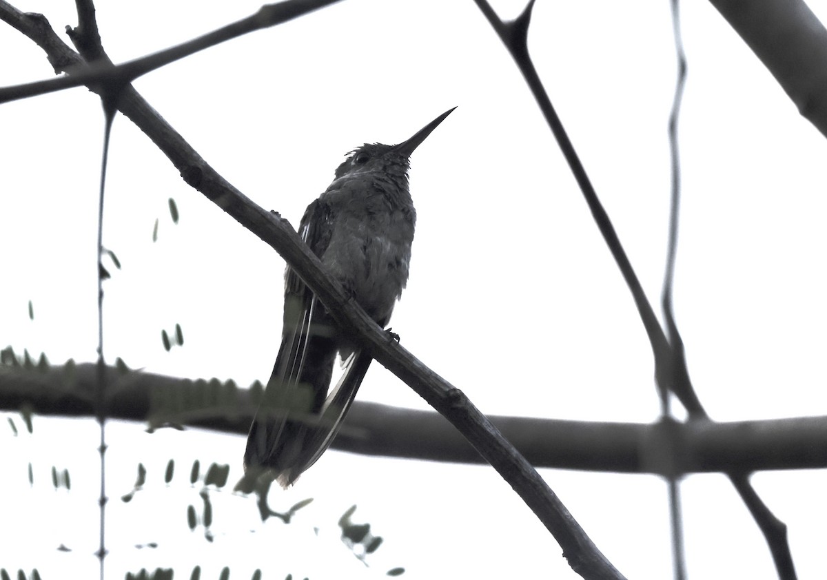 Scaly-breasted Hummingbird - Ken Oeser