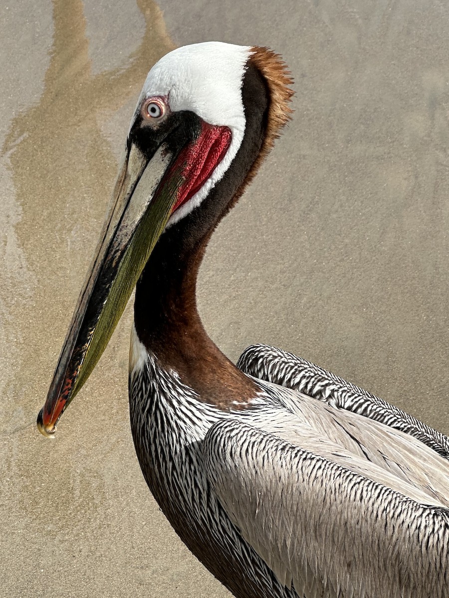 pelikán hnědý - ML616226444
