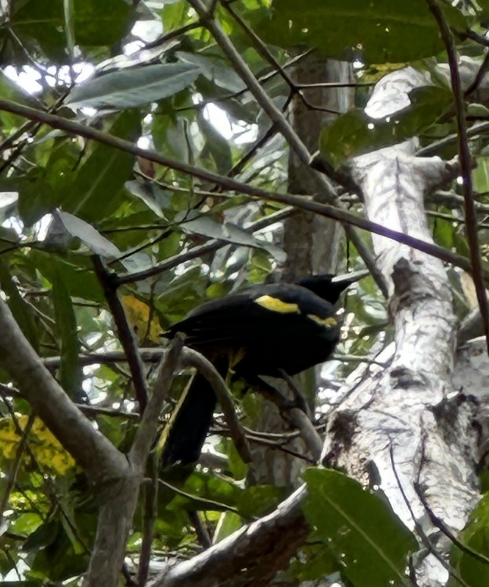 Yellow-winged Cacique - ML616226497