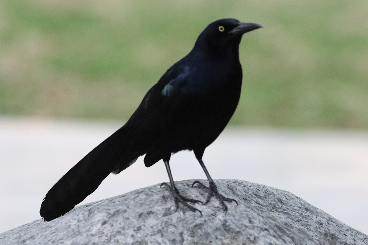 Great-tailed Grackle - ML616226559