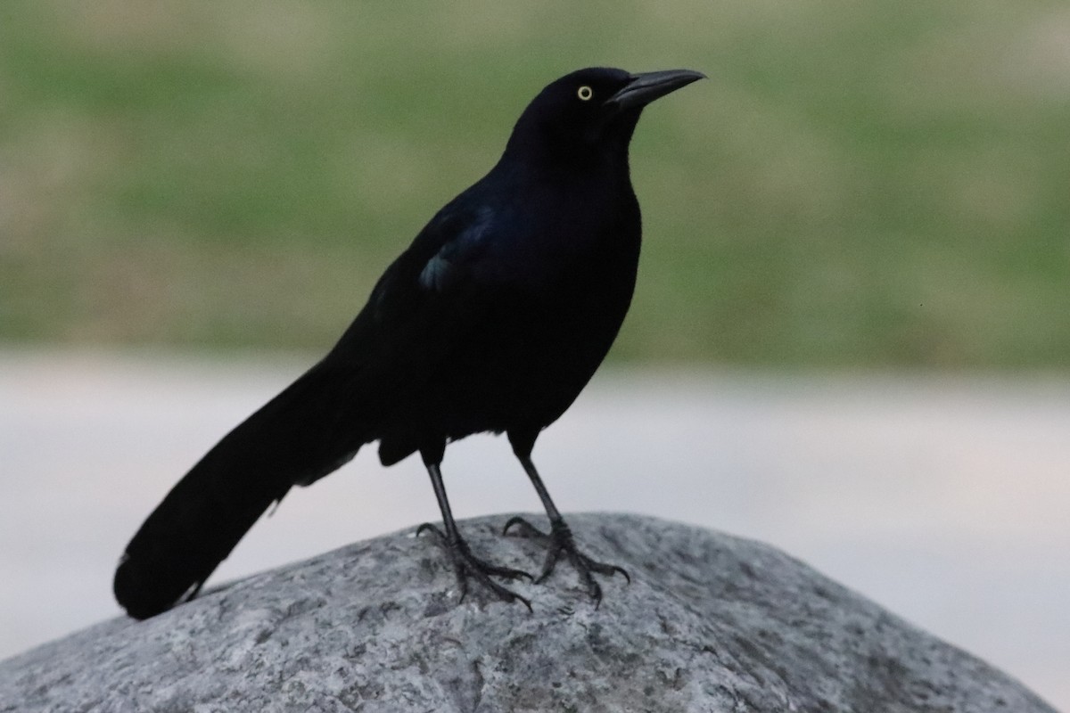 Great-tailed Grackle - ML616226563