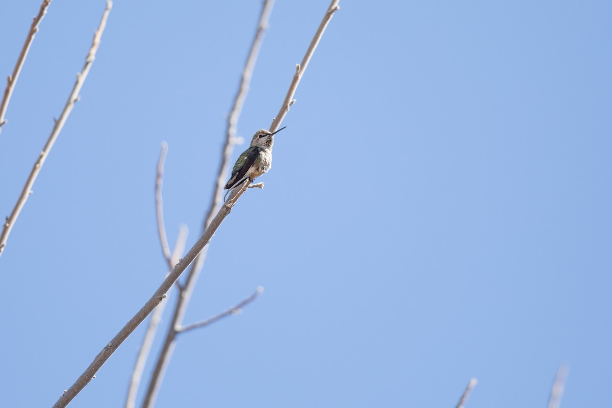Anna's Hummingbird - ML616226614