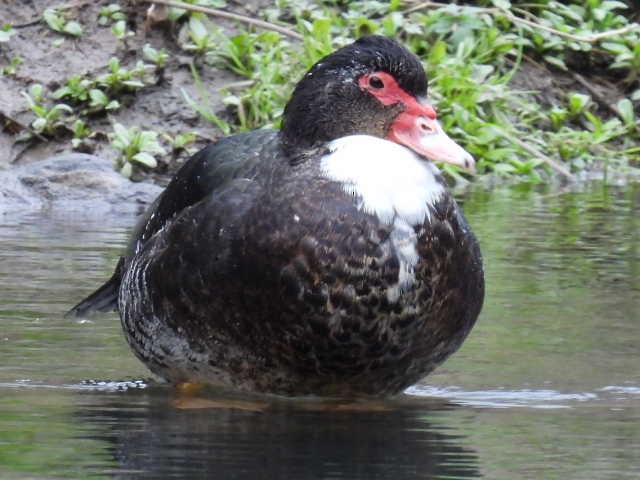 Muscovy Duck (Domestic type) - ML616226623