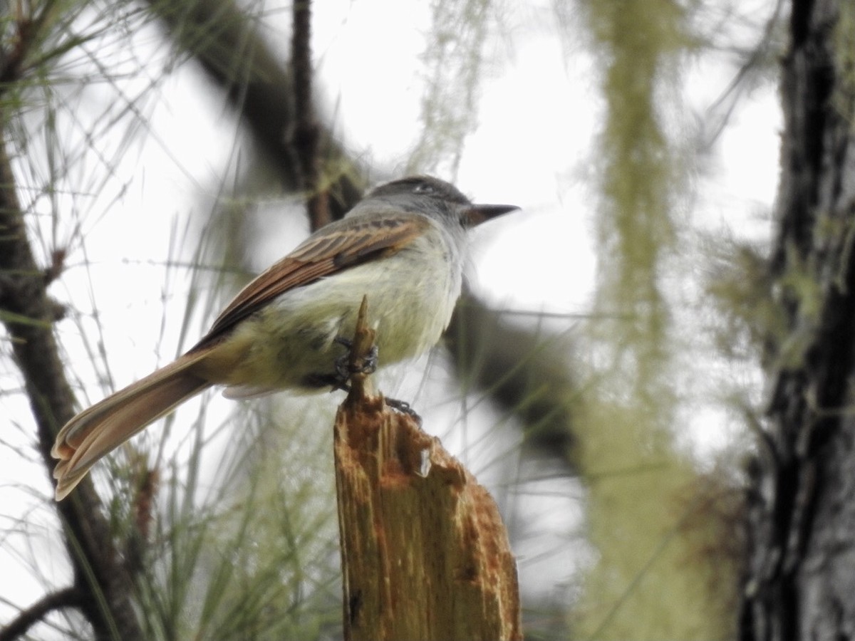 Rufous-tailed Flycatcher - ML616226907