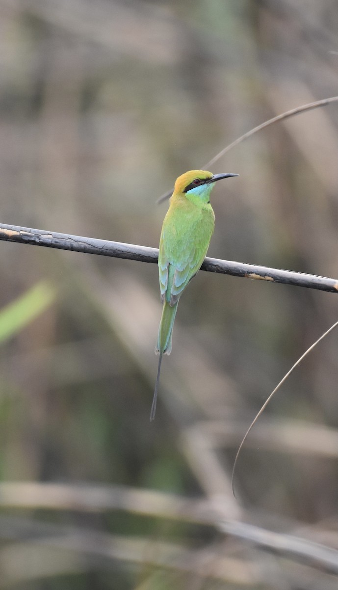Asian Green Bee-eater - ML616227026
