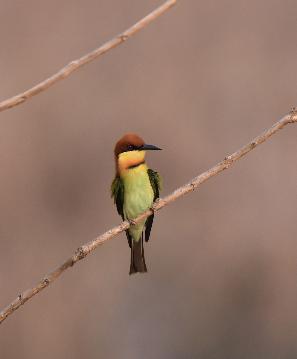 Chestnut-headed Bee-eater - Sandra Brown