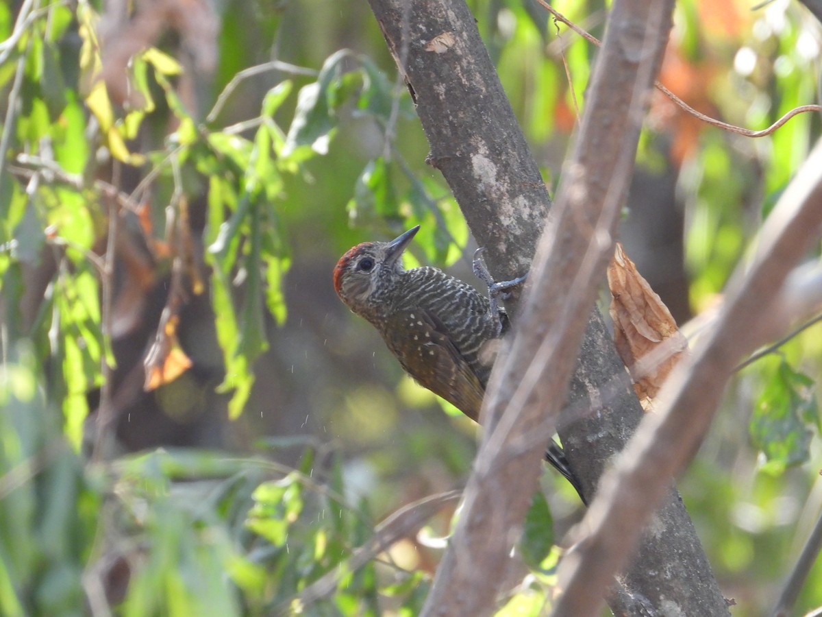 Dot-fronted Woodpecker - ML616227044