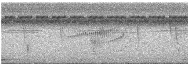 Поплітник плямистий - ML616227104