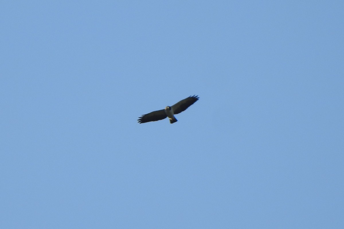 Short-tailed Hawk - ML616227139