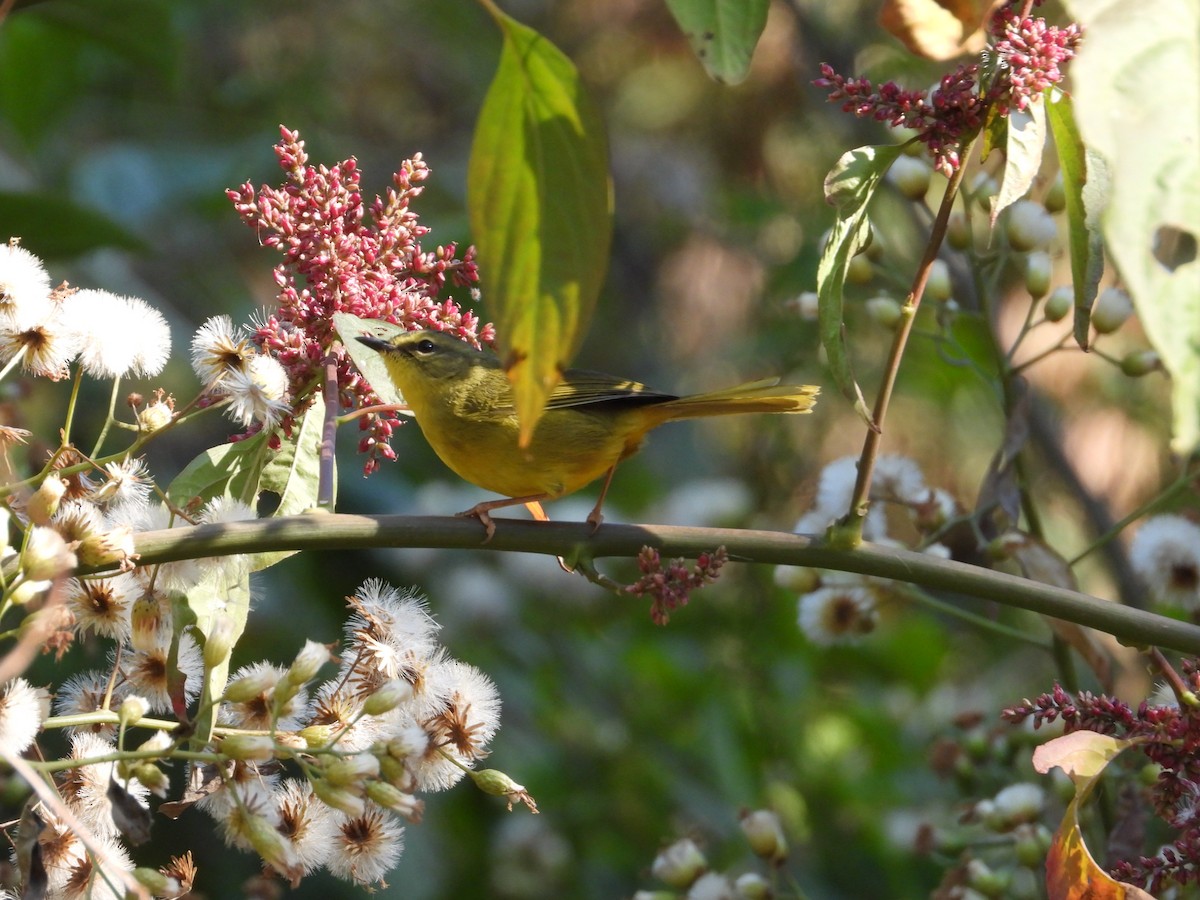 Two-banded Warbler - ML616227235
