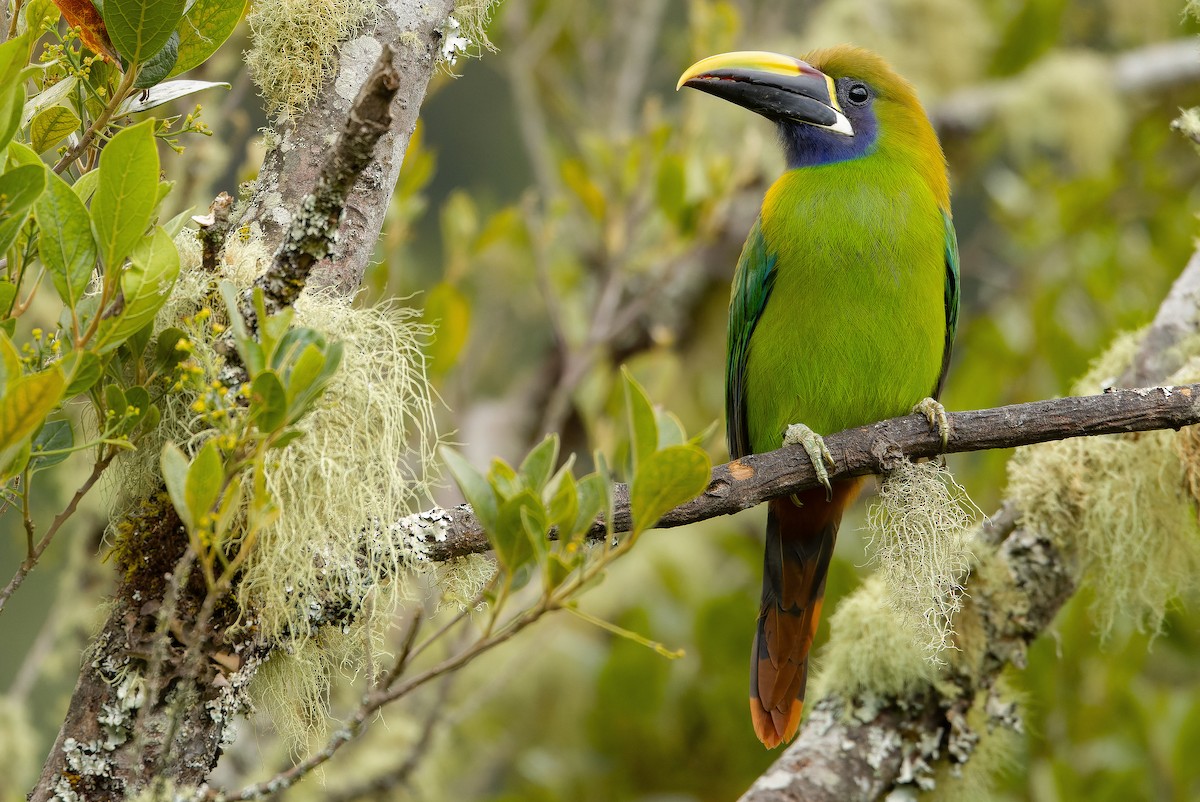 Northern Emerald-Toucanet (Blue-throated) - ML616227406