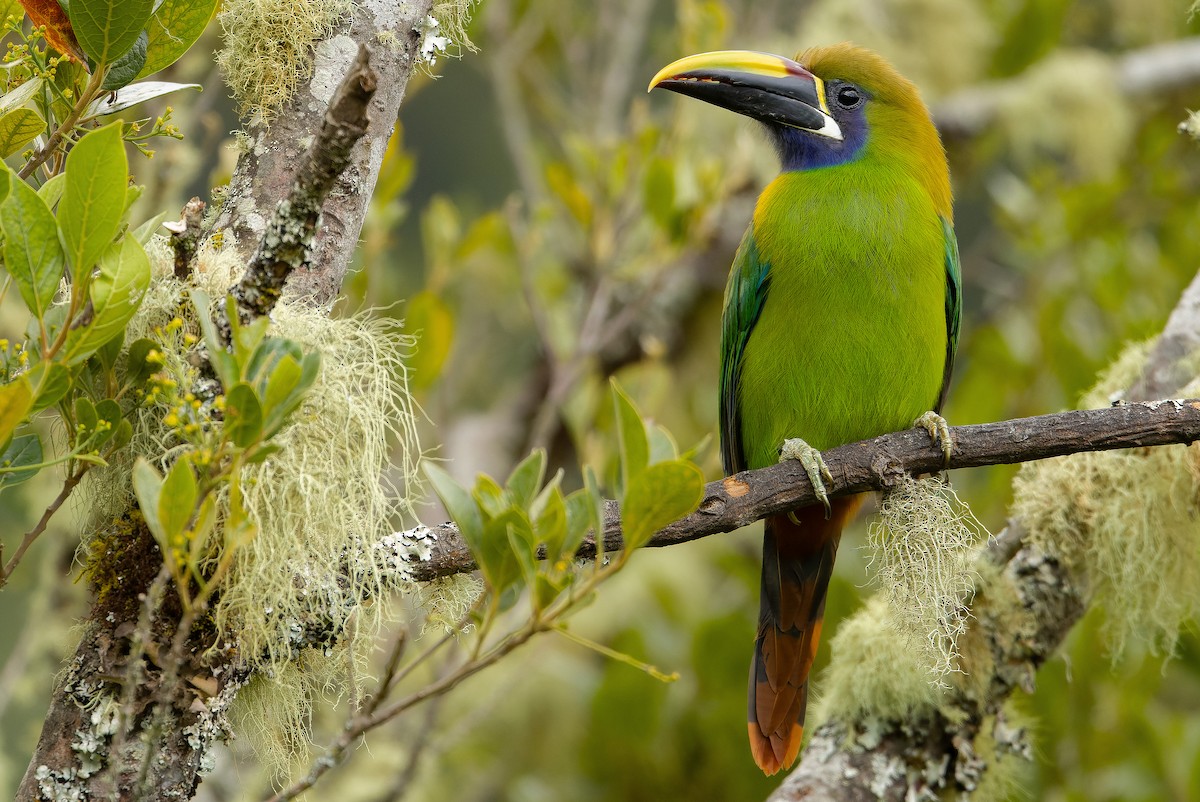 Northern Emerald-Toucanet (Blue-throated) - ML616227407