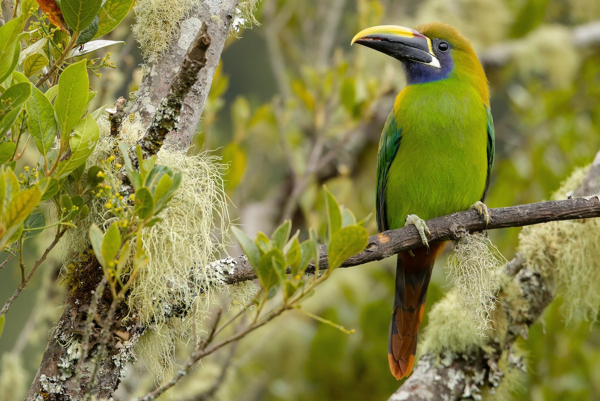 Northern Emerald-Toucanet (Blue-throated) - ML616227410