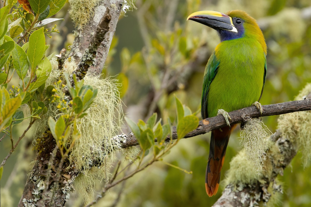 Northern Emerald-Toucanet (Blue-throated) - ML616227411