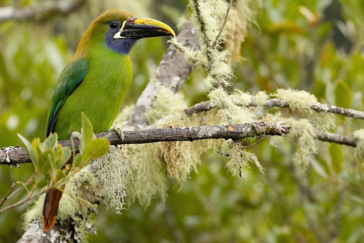 Northern Emerald-Toucanet (Blue-throated) - ML616227412