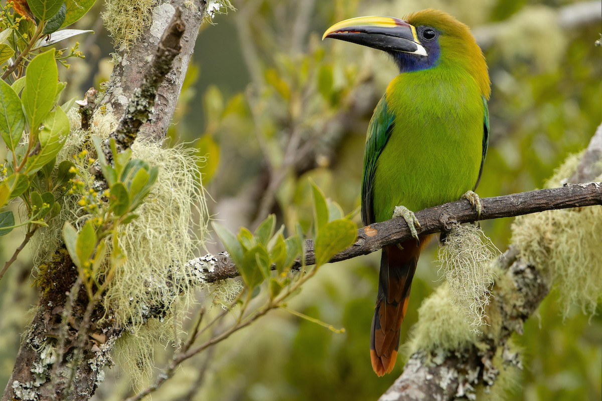 Northern Emerald-Toucanet (Blue-throated) - ML616227413