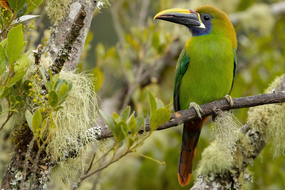 Northern Emerald-Toucanet (Blue-throated) - ML616227414
