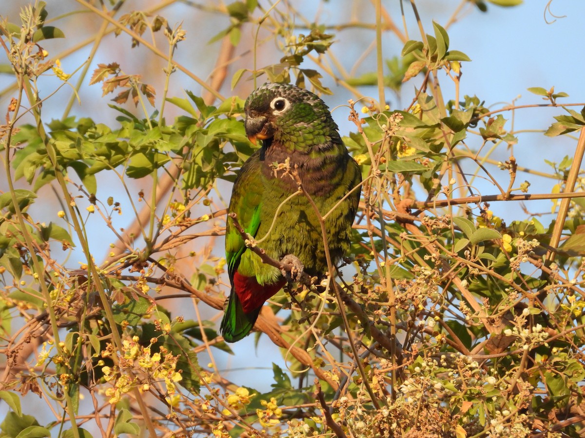 Папуга-червоногуз зеленощокий - ML616227437