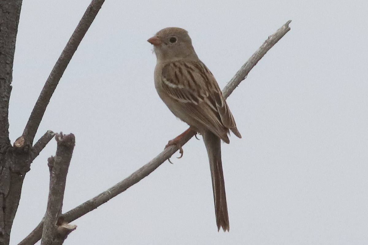 Field Sparrow - ML616227616
