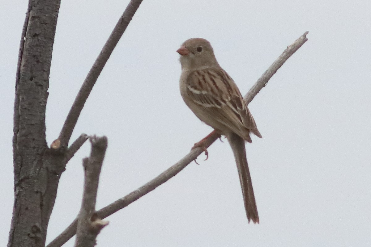 Field Sparrow - ML616227617