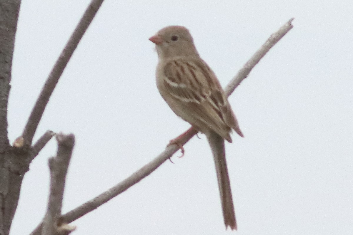 Field Sparrow - ML616227618