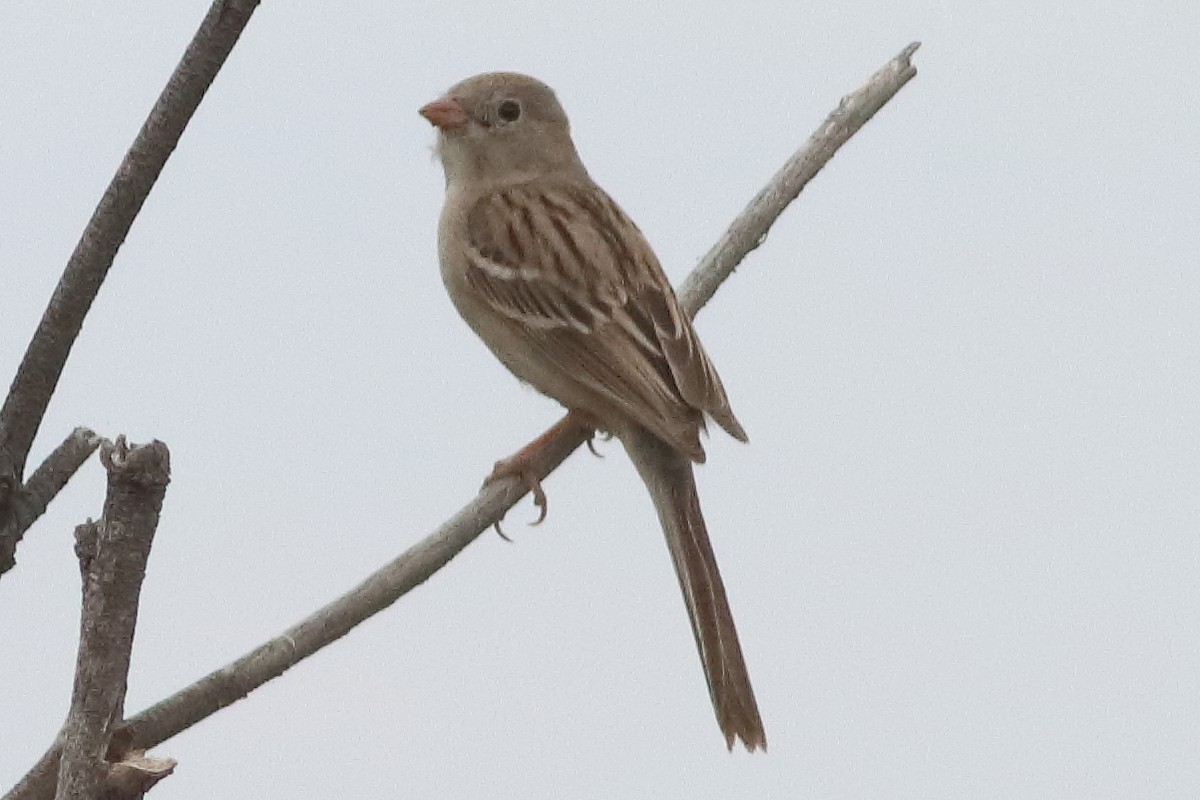 Field Sparrow - ML616227619