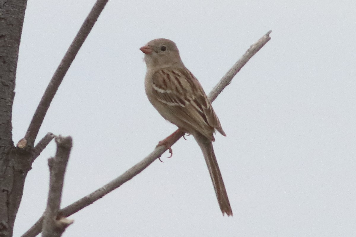 Field Sparrow - ML616227620